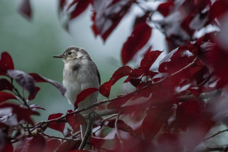 Bergeronnette grise juvénile